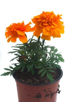 seedlings of French marigolds ready to be planted out of vat or with the garden