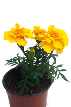 seedlings of French marigolds ready to be planted out of vat or with the garden