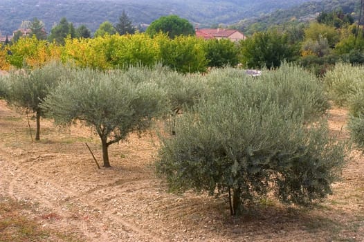 fields of olive-trees in France in the department of Gard