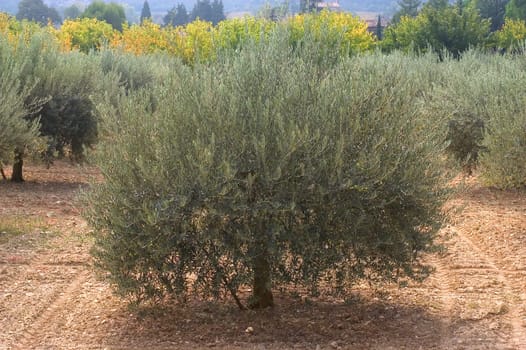 fields of olive-trees in France in the department of Gard