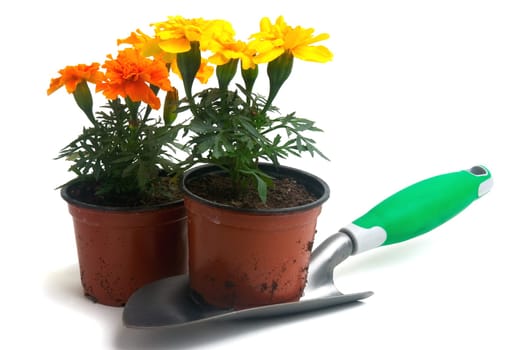 seedlings of French marigolds ready to be planted out of vat or with the garden