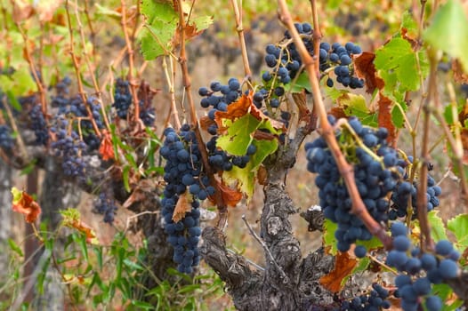 Vine in autumn