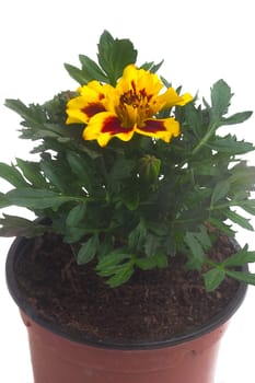seedlings of French marigolds ready to be planted out of vat or with the garden
