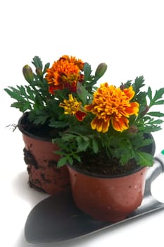 seedlings of French marigolds ready to be planted out of vat or with the garden