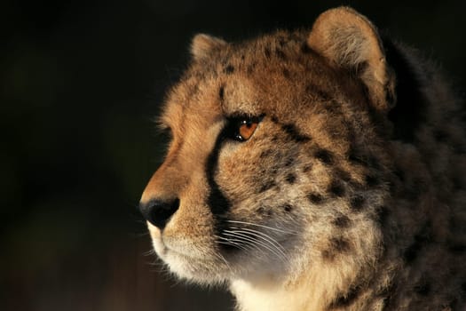 Cheetah Portrait