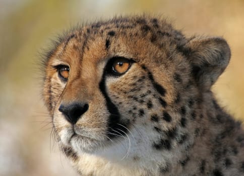 Cheetah Portrait