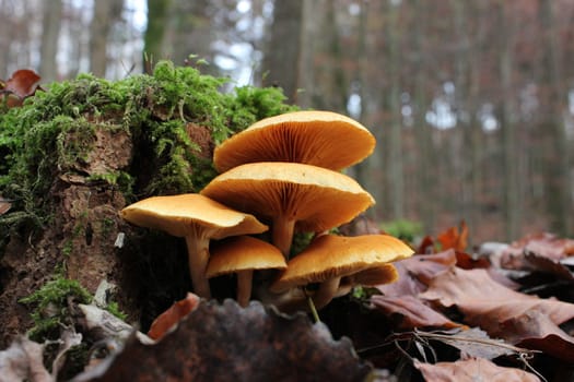 Tree mushrooms in the beech forest