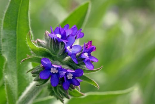 Anchusa officinalis