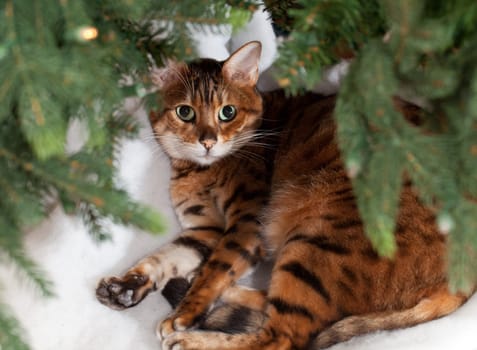 Bengal kitten sleeping under an xmas tree