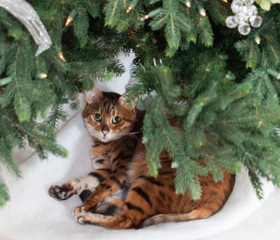 Bengal kitten sleeping under an xmas tree