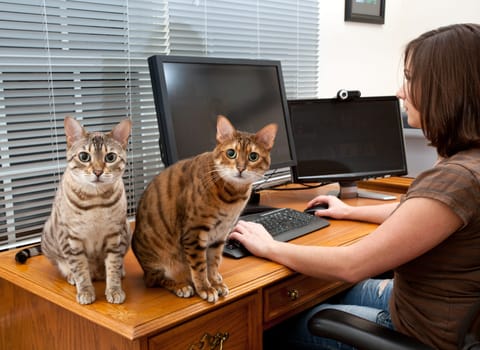 Young woman in home office with two monitors and keyboard on leather desk with two kittens staring at the camera