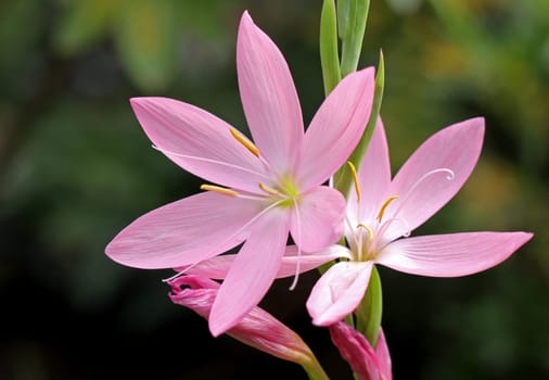 River Lily