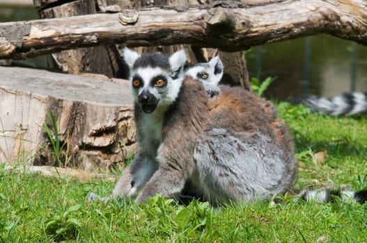 Ring-tailed lemur mother with cub sitting on her back in the grass