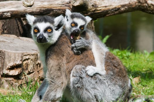 Ring-tailed lemur mother with cub sitting on her back in the grass
