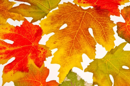 (Fall foliage) or (fall leaves) or (autumn leaves)