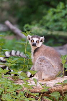 Single ring-tailed lemur on green meadow