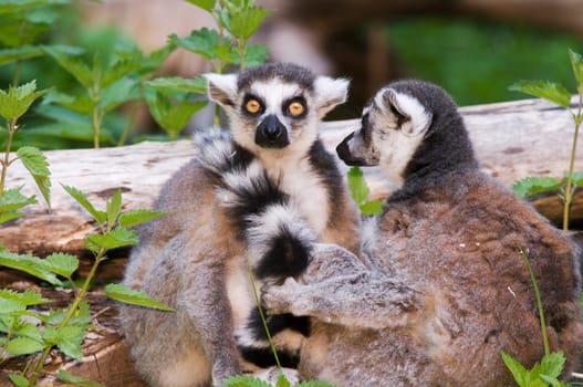 Two ring-tailed lemurs (Lemur catta) against natural background with small tree trunks