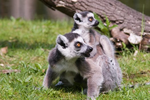 Ring-tailed lemur mother with cub sitting on her back in the grass