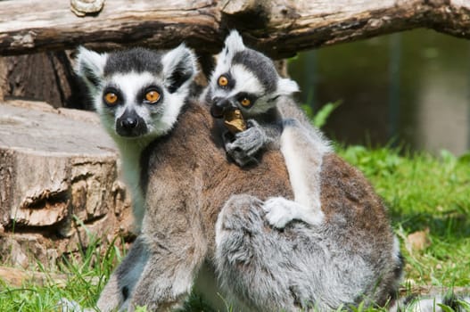 Ring-tailed lemur mother with cub sitting on her back in the grass