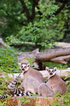 Two ring-tailed lemurs sitting on a green meadow looking towards the camera