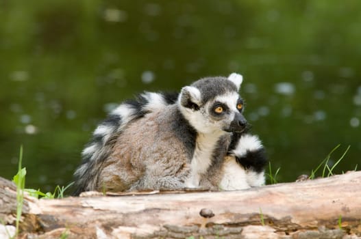 Single ring-tailed lemur on green meadow
