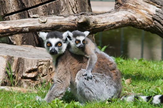 Ring-tailed lemur mother with cub sitting on her back in the grass
