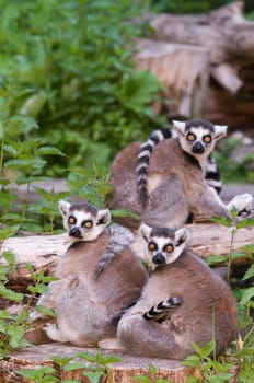 three ring-tailed lemurs sitting on a green meadow looking towards the camera