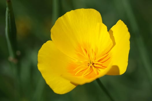 Golden poppy Eschscholzia californica