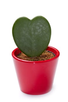 a cactus plant isolated on white background
