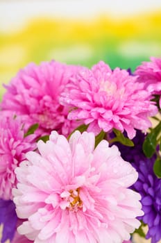 Pink and Violet Dahlia Flowers on Green Background