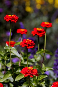 Red Zinnias