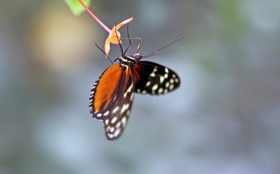 Heliconius hecale zuleika