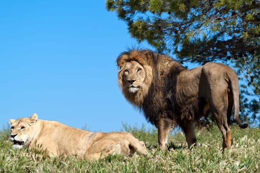The lion King, profile image