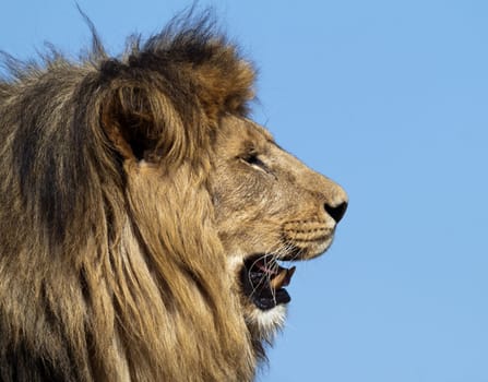 The lion King, profile image