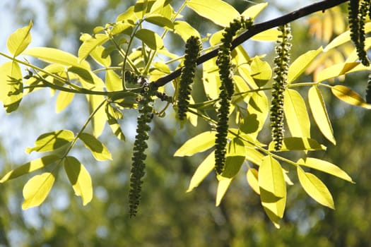 Walnut tree in spring