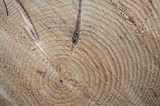 The growth rings in the tree trunk