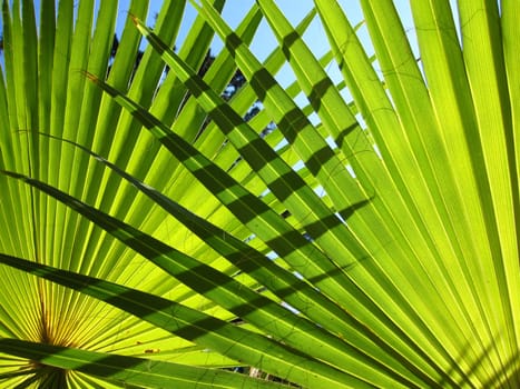 Palm tree light
