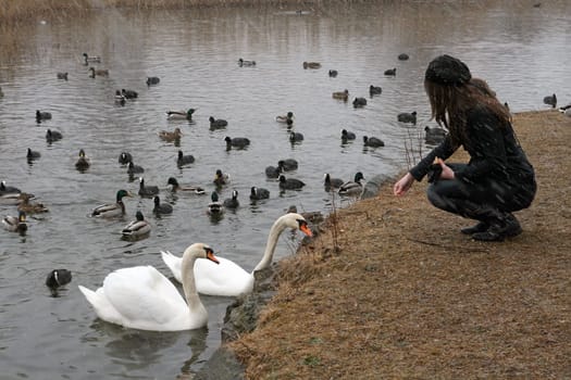 Feeding animals in winter