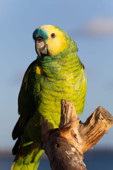 Green Macaw Parrot