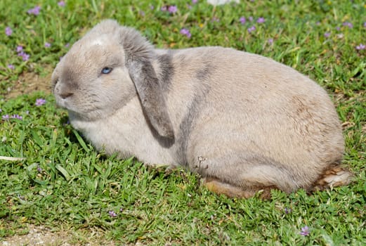 Baby rabbit farm animal closeup