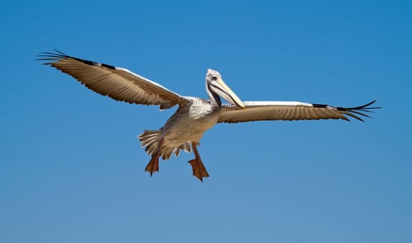 Pelican in the sky, flying alone in the France