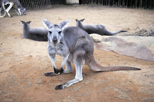 The cute pretty kangaroo
