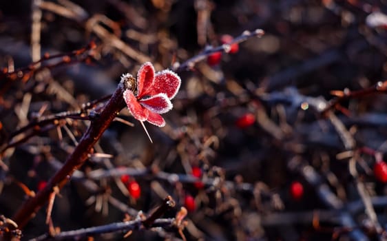 frozen red leaves on the vine with spikes