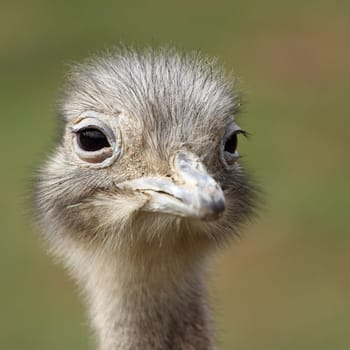 portrait of a Darwin&#039 s Rhea