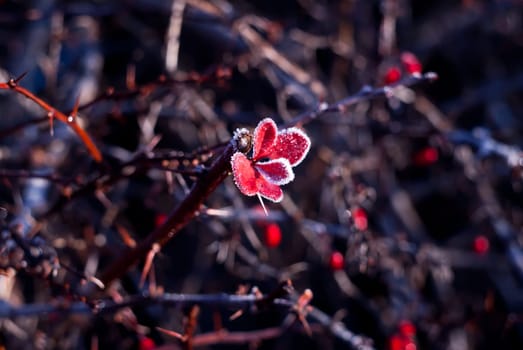 frozen red leaves on the vine with spikes