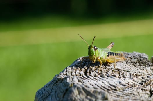 Green grasshopper on a fence post against green blurred background
