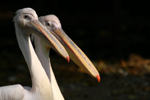 PelikanDuo