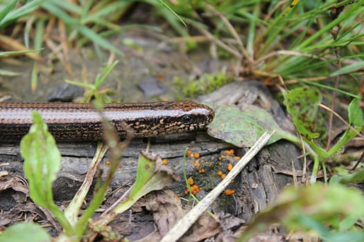 Blindworm
