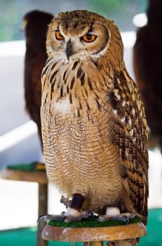 Orange eyes wild owl perched on a pedestal in a medieval fair.