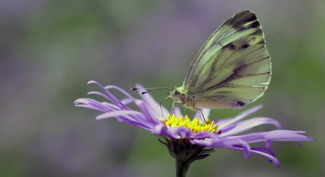 Pieris napi